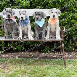 Great Dane Puppies from Anderson Blau’s Great Danes