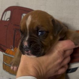 Boy Fawn 2 - Fawn male Boxer puppy in Saugerties, New York from Nala’s Pride