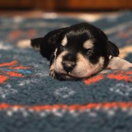 Arlington - Black and silver male Miniature Schnauzer puppy in Dozier, Alabama from The Bearded Lady Miniature Schnauzers