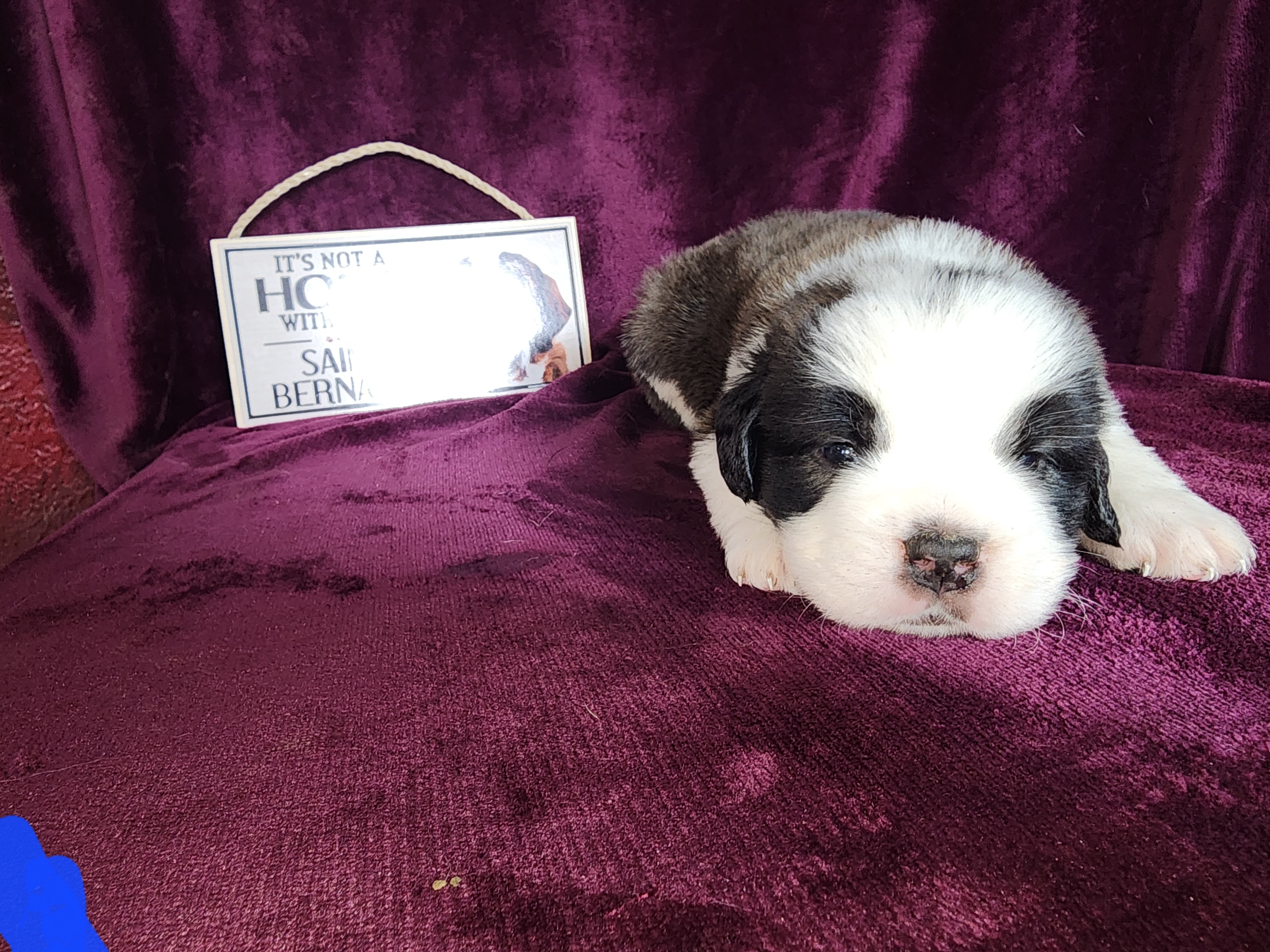 Saint Bernard Puppies from Tonya Tate's Saint Bernards