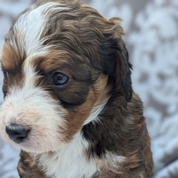 Red collar aka Tide - Tri-color male Bernedoodle puppy in Connecticut from Valley View Doodles