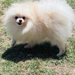 Rainbow - White female Pomeranian puppy in Fayetteville, North Carolina from Tar-heel Poms