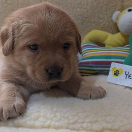 Yellow dot - Yellow female Labrador Retriever puppy in Farmingdale, New Jersey from Familyraised Labradors