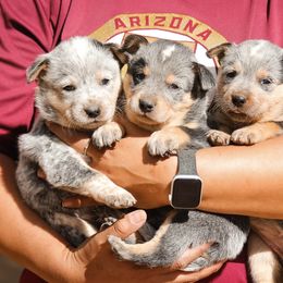 Australian Cattle Dog Puppies from A2 Australian Cattle Dogs