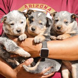 Australian Cattle Dog Puppies from A2 Australian Cattle Dogs