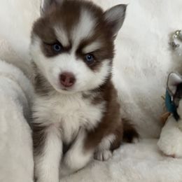 RIVER - Tri-color female Pomsky puppy in Mount Sterling, Kentucky from SnowBears Pomsky Ranch