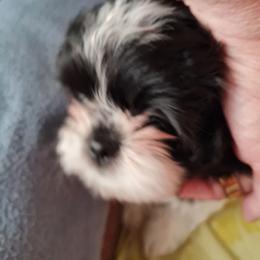 Boy 1 - Black and white male Shih Tzu puppy in Bethlehem, Pennsylvania from Cinnamon's Shih Tzus