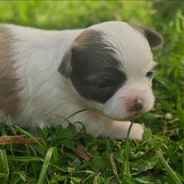 Dolly - Blue fawn female Chihuahua puppy in Gray, Louisiana from Chi Chi's Place LLC