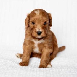 REAGAN - Red  female Goldendoodle puppy in Meridian, Idaho from Country Club Doodles