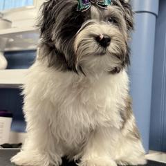 Biewer Terrier, Cavalier King Charles Spaniel, and Russian Salon Dog Puppies from Kilmaren Cavaliers and Born in the USA Biewer Terriers