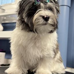Biewer Terrier, Cavalier King Charles Spaniel, and Russian Salon Dog Puppies from Kilmaren Cavaliers and Born in the USA Biewer Terriers