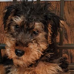 Girl 2 - Welsh Terrier puppy in Spotsylvania, Virginia from Cathy Francis