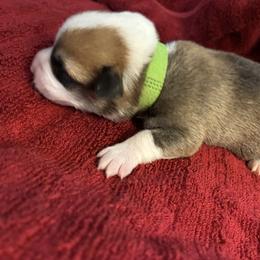 Willow - Sable female Pembroke Welsh Corgi puppy in Warrenton, Virginia from Shenandoah Corgis