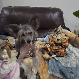 Aaron  Long Star Angel - Black and white male Chinese Crested puppy in Amarillo, Texas from Victoria's Chinese Cresteds Long Star Angels