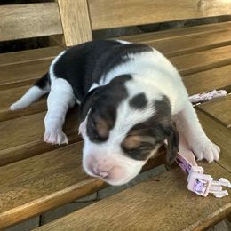 Girl 3 - Black tan and white female Beagle puppy in Sacramento, California from Alton Beagles