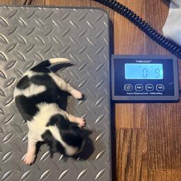 Bob - Black and white male Chihuahua puppy in Seneca, Missouri from Stephanie’s Puppy Colony