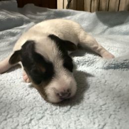 Girl 2 - Tri-color female Jack Russell Terrier puppy in Yakima County, Washington from Saddle Rock Kennels