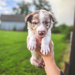 Nitro - Gray - White and red merle male Border Collie puppy in Corbin, Kentucky from Cullins Collies