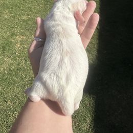 Dachshund Puppies from Mavericks Mini Dachshunds
