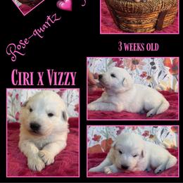 ROSE-QUARTZ Girl - White female German Shepherd puppy in Apache Junction, Arizona from CS Vista Farms