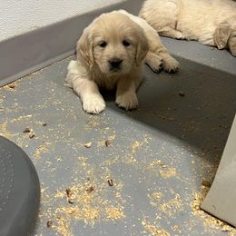 Golden Retriever Puppies from Halcyon Kennels