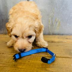 Blue collar male - Apricot male Aussiedoodle puppy in Valdosta, Georgia from Fifth Day Farm