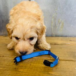 Blue collar male - Apricot male Aussiedoodle puppy in Valdosta, Georgia from Fifth Day Farm
