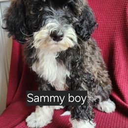 Sammy - Black and white Portuguese Water Dog puppy in Denver, Pennsylvania from Wood's Edge Portuguese Water Dogs