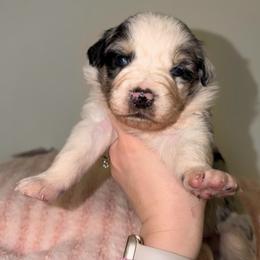 Blossom - Blue merle female Australian Shepherd puppy in Anniston, Alabama from All Hale Aussies