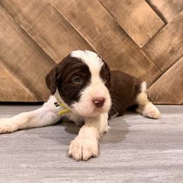 Chocolate Parti male - Parti male Goldendoodle puppy in Vallejo, California from Well Rooted Doodles