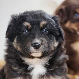 Stellar - Black tri-color female Australian Shepherd puppy in Cable, Ohio from Resolute Aussies