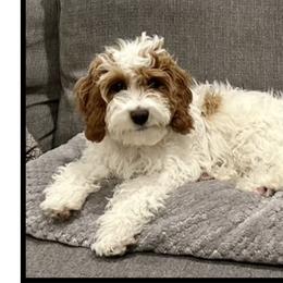 Bella - Cavapoo
