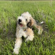 Barbado da Terceira Puppies from New World Barbado da Terceira