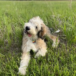 Barbado da Terceira Puppies from New World Barbado da Terceira
