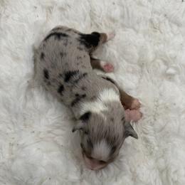 Bubbles - Blue merle female Miniature Australian Shepherd puppy in Greenville, Ohio from Arnold’s Aussies