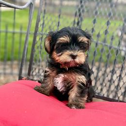 Sugar - Black & tan tri-color female Morkie puppy in Walla Walla, Washington from Linda Sherman