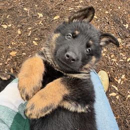 German Shepherd Puppies from Liberty Shepherds