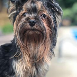 Jager - Yorkshire Terrier