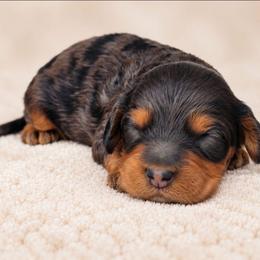 Peter - Merle male Australian Labradoodle puppy in Connersville, Indiana from Dessie's Doodles