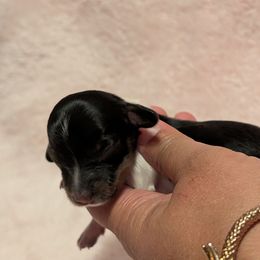 Girl 2 - Piebald female Dachshund puppy in Battle Ground, Washington from Ferguson's Bulldogs