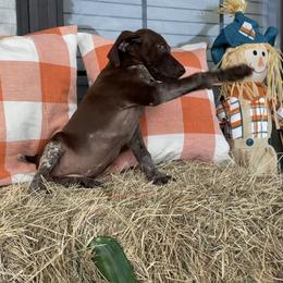 Loretta - German Shorthaired Pointer puppy in Lakeland, Florida from Walker’s German Shorthaired Pointers