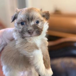 Titan - Black and white male Havanese puppy in Lancaster, South Carolina from 3 Bs Havanese-PUPPIES with  PURPOSE