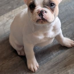 Blue fawn pied - Blue fawn male French Bulldog puppy in Battle Ground, Washington from Ferguson's Bulldogs