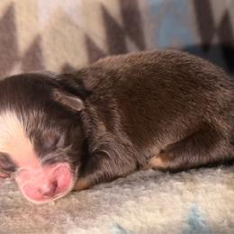 Girl 6-Red Tri - Red tri-color female Australian Shepherd puppy in Mayfield, Kentucky from Hamilton Farms