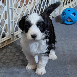 Zeus - Black tri-color male Aussiedoodle puppy in New Durham, New Hampshire from Ridgeview Aussiedoodles
