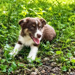 Haku - Red tri male Miniature Australian Shepherd puppy in Macomb, Missouri from Show Me MO Aussies