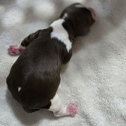 Hula - Liver and white female English Springer Spaniel puppy in Florida from Thunderbird Springers