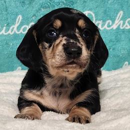 Trailmix - Dapple male Dachshund puppy in Mount Sherman, Kentucky from Kaleidoscope Dachshunds and Whippets