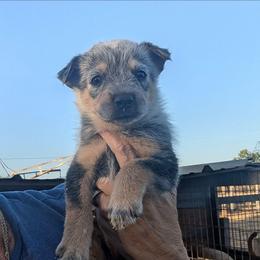 Boy 1 - Blue mottled male Australian Cattle Dog puppy in Choctaw, Oklahoma from Karen Elliott