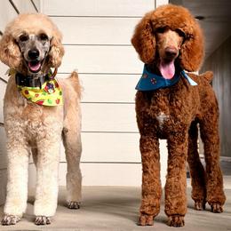Jackson - Red  male Poodle puppy in Colorado Springs, Colorado from Silly's Standard Poodles